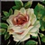 Vintage Blush Rose Icon