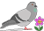 happy-pigeon