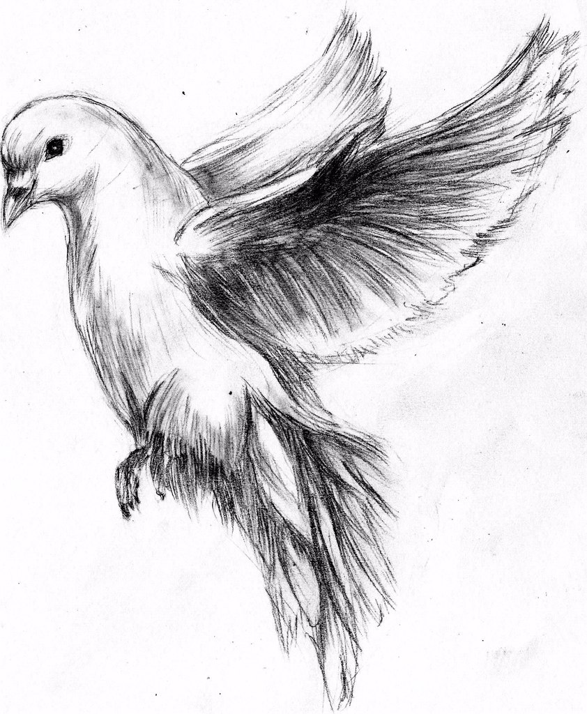 Quick sketch of dove by MaXymuSFM on DeviantArt
