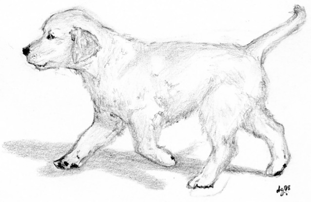 Golden Retriever Pup Kleurplaat Ausmalbild Labrador
