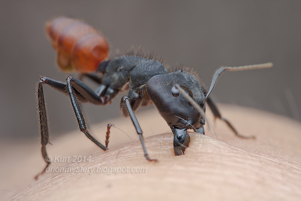 Giant ant biting me 