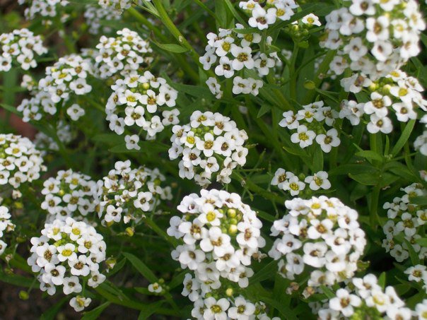 tiny white flower clusters by Galadri on DeviantArt