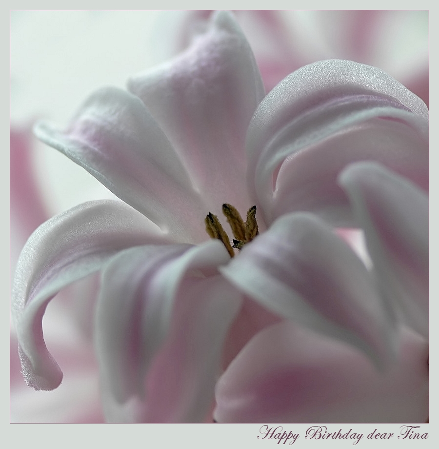 Happy Birthday dear Tina by grandma-S on DeviantArt