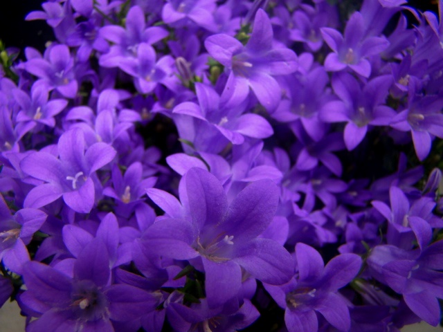 Violet Flowers by kasia240 on DeviantArt