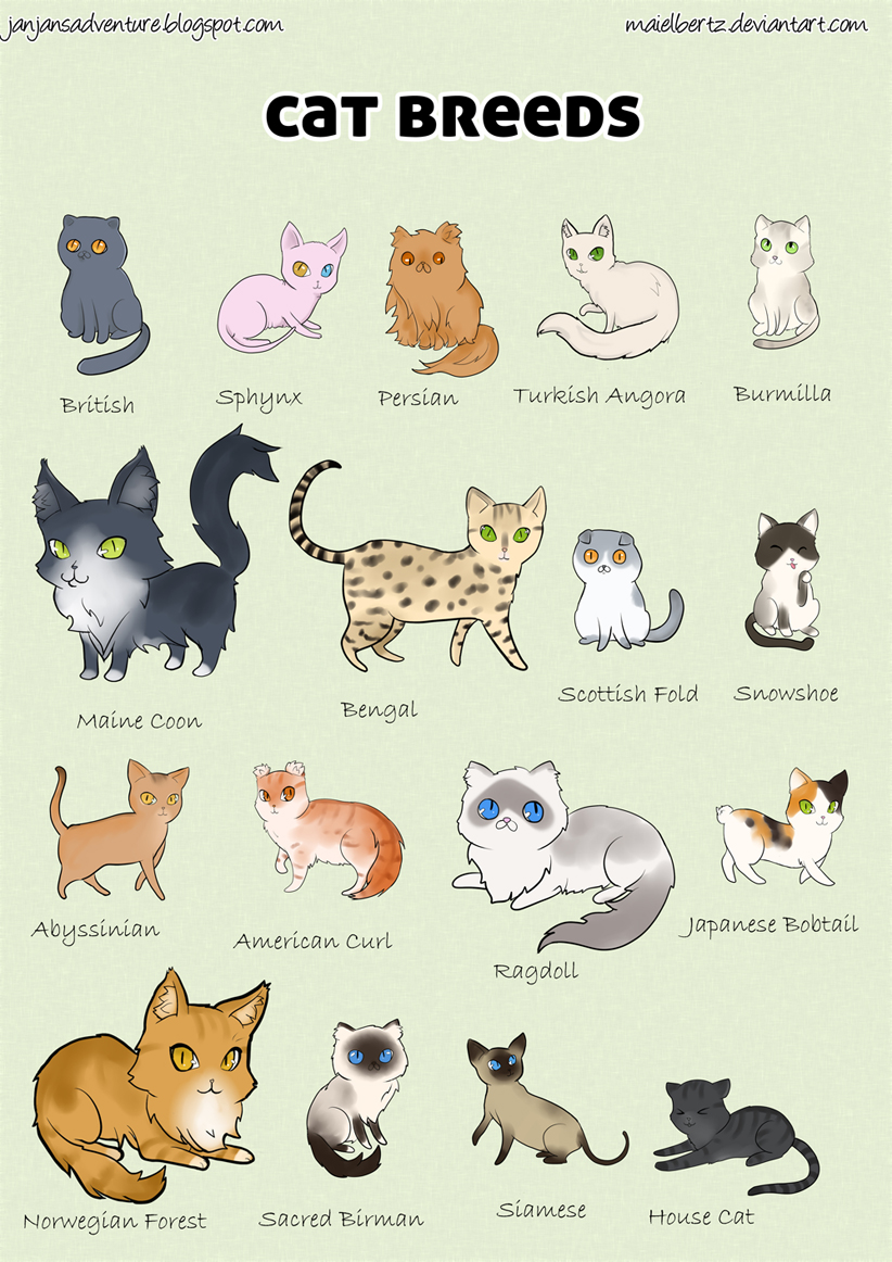 Cat breed poster by maielbertz on DeviantArt