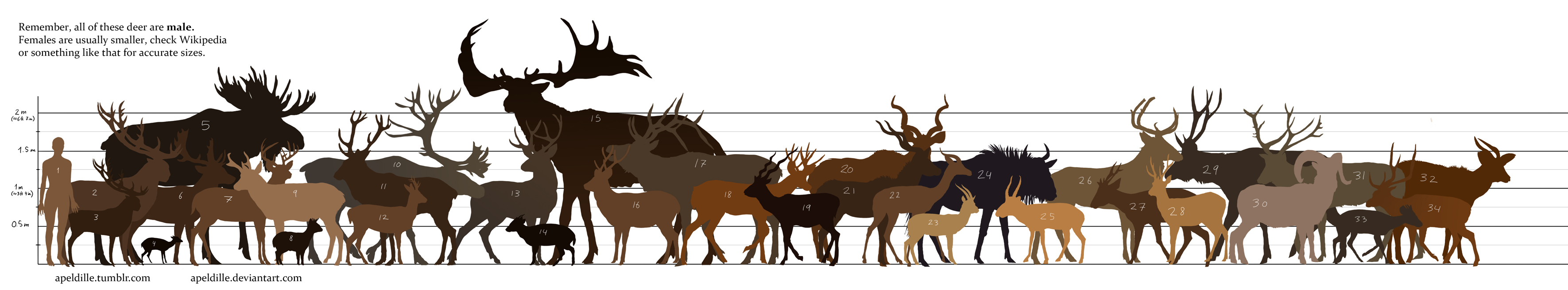 Moose Height Chart