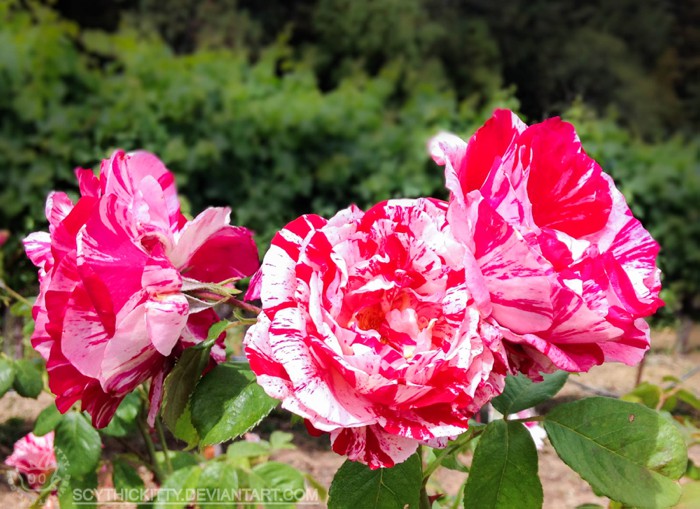 Raspberry Swirl Tea Roses by ScythicKitty on DeviantArt
