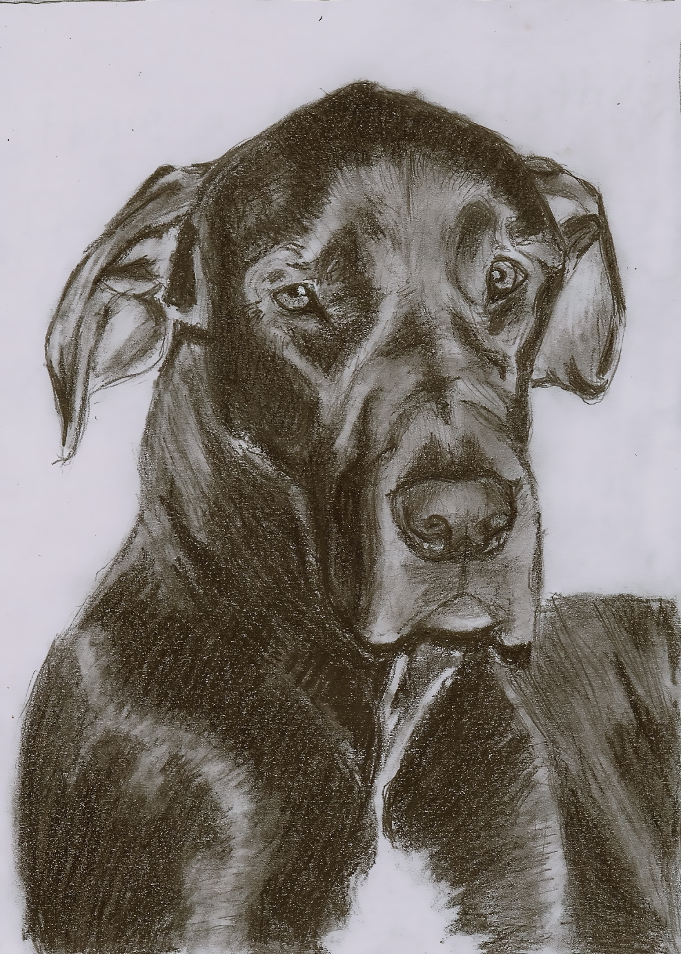 Sketch of my Great Dane by ChristianCowgirl116 on DeviantArt