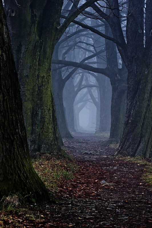 the_dark_forest_path_by_djluke9-d3jkkpd.jpg