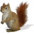 Squirrel icon.14