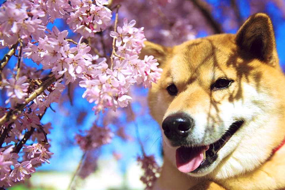 Spring Sakura by marustagram on DeviantArt