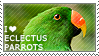 I love Eclectus Parrots [male version] by WishmasterAlchemist