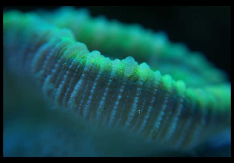 Green Open Brain coral macro by CrimsonDark on DeviantArt