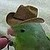 Cowboy Bird Icon