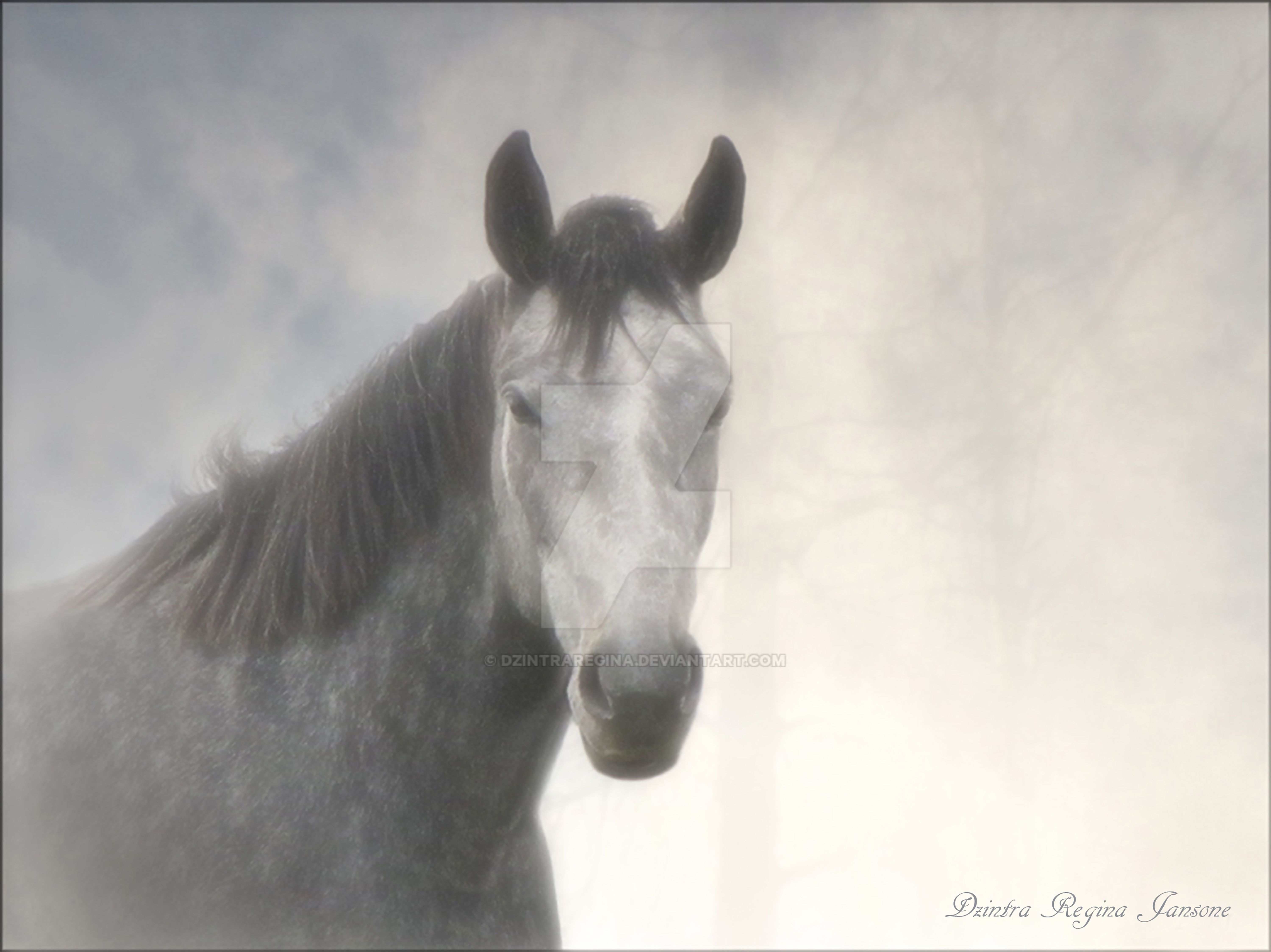 horse-in-mist-by-dzintraregina-on-deviantart