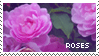 مسآبقهـ " الموضوع المتميز "  Roses_by_loupdenuit-d9dn98l