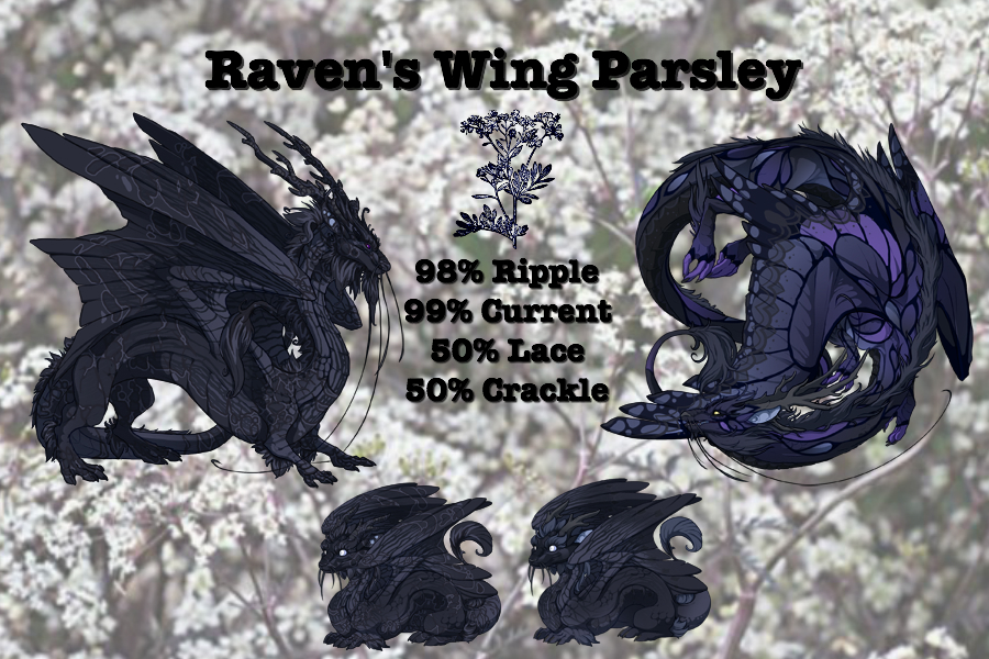 ravens_wing_parsley_by_flighthatchery-dc87acc.jpg