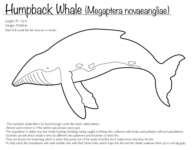 Humpback Whale Coloring page by Finwitch on DeviantArt