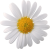 Flower icon.16