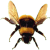 Bee icon.7