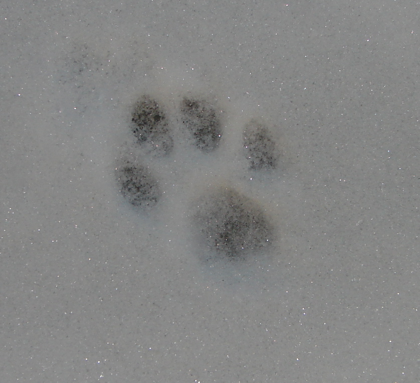 Cat Paw Print In The Snow by BranMufffin on DeviantArt