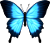 blue butterfly [F2U]